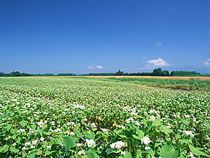 仙台でいくつもの繁盛店を設計、プロデュース